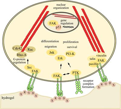 Hydrogels Derivatized With Cationic Moieties or Functional Peptides as Efficient Supports for Neural Stem Cells